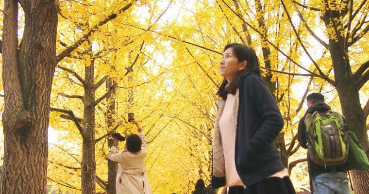 Overview: Things to Do in Nami Island, Autumn (Day trip from Seoul)