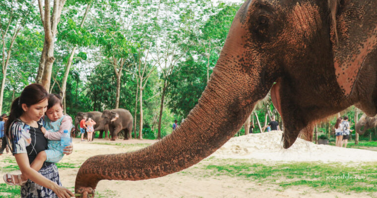 What to do in Phuket – Ethical Elephant Sanctuary?